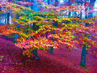 Digitaal schilderij natuur Gekleurde Bladeren